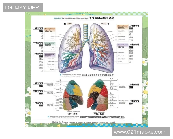 心肺功能在运动健康中的核心作用与提升策略分析